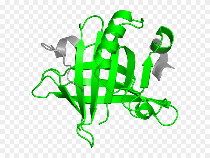 Beta-lactoglobulin Clipart