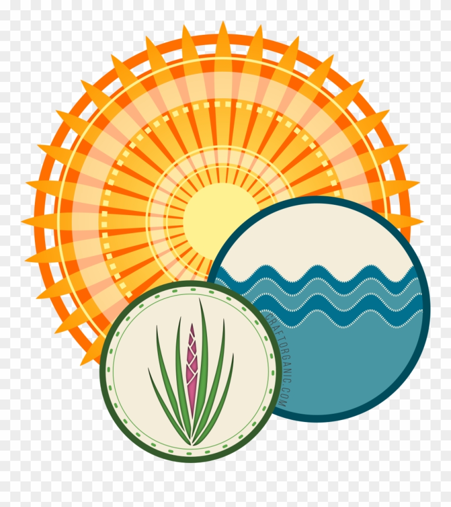 Tillandsia , Also Know As Air Plants, Are Generally - Gold Round Mirror Uk Clipart