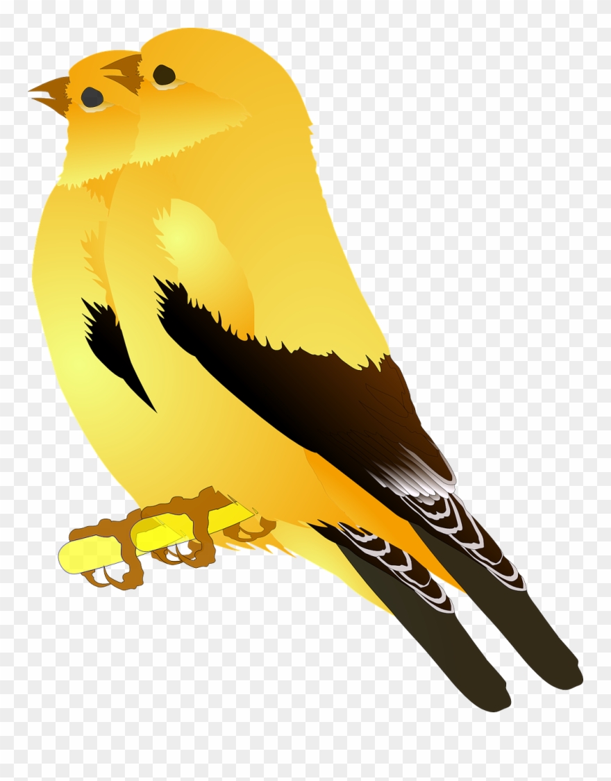 Clker Free Vector Images / Pixabay - Feathers On Bird Clipart - Png Download