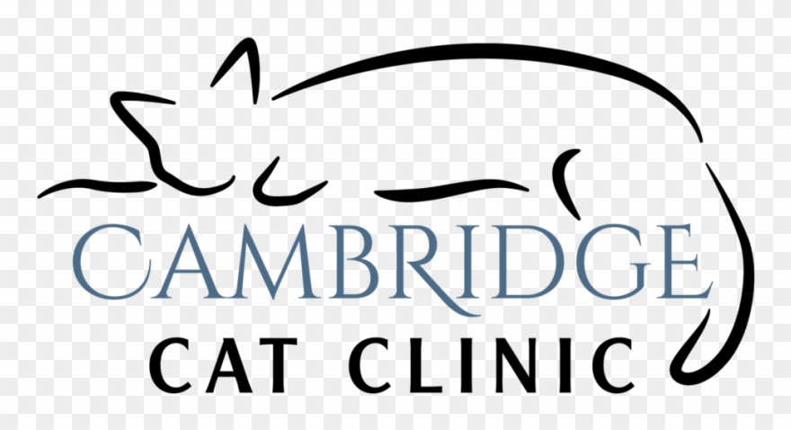 Cambridge Cat Clinic, Llc 1108 Cambridge Street Cambridge, - Calligraphy Clipart