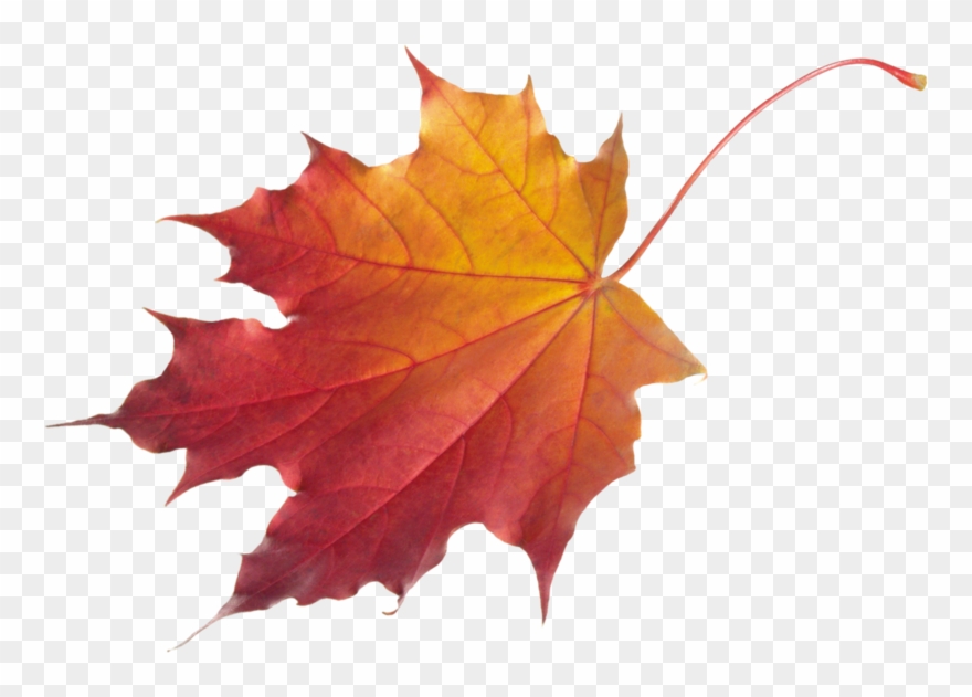 Autumn Maple Leaf Png Clipart