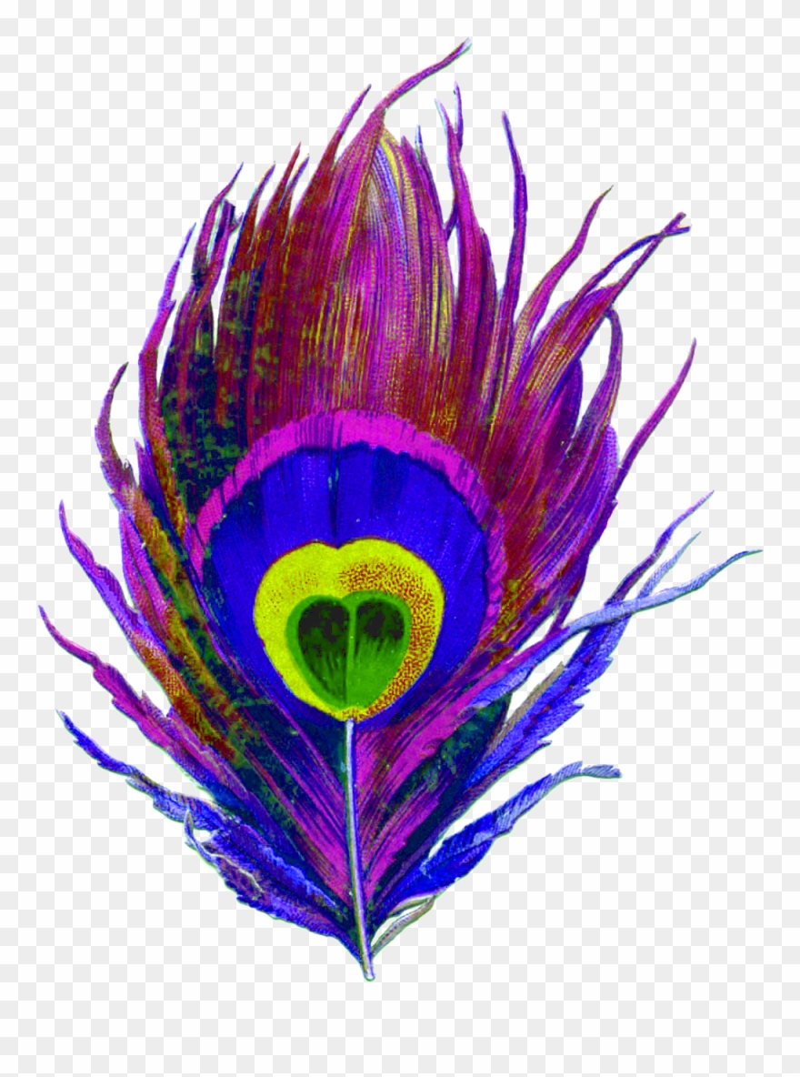 Png Image Information - 3drose Db_37447_1 Large Colorful Peacock Feather-drawing Clipart