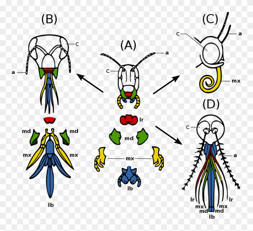 Specific Examples From Comparative Anatomy - Insect Mouthparts Clipart