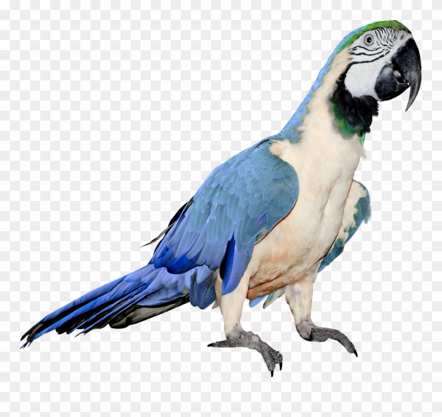 Large Blue And White Parrot Png Clipart Bird Theme, - Blue And White Parrot Transparent Png