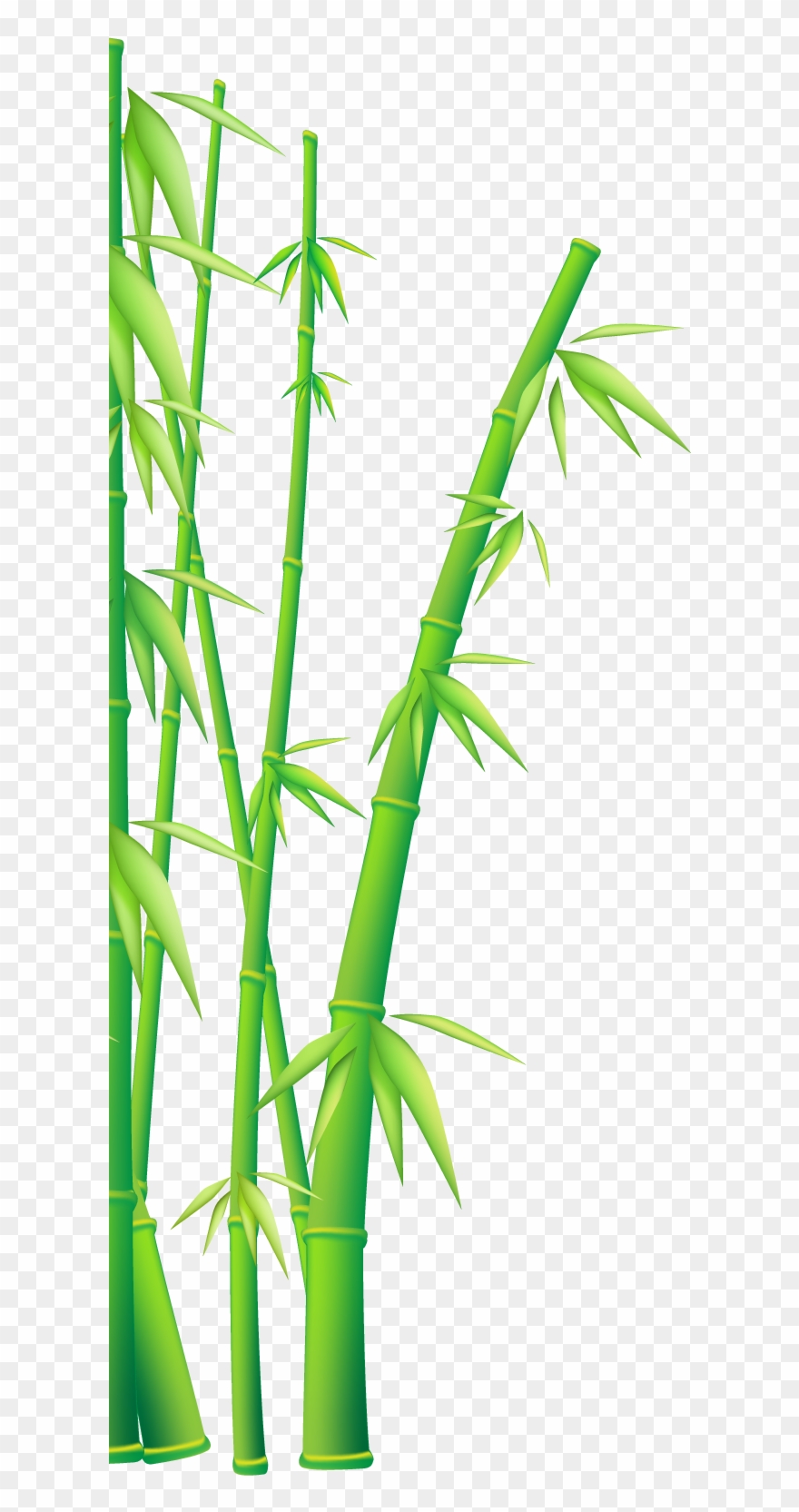 Bamboo - Bamboo Vector Clipart