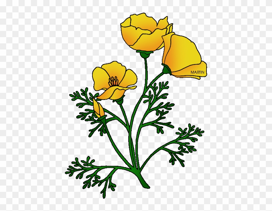 California Poppies Clipart Clipground Flower Border - California Poppy Clip Art - Png Download