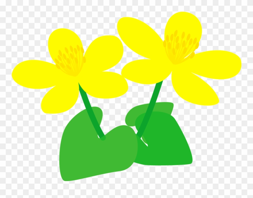 家庭で気を付けるポイント - Marsh Marigold Clipart