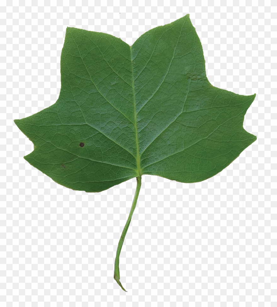 Leaf Clipart Tulip Tree - El Alamo Arbol Hoja - Png Download