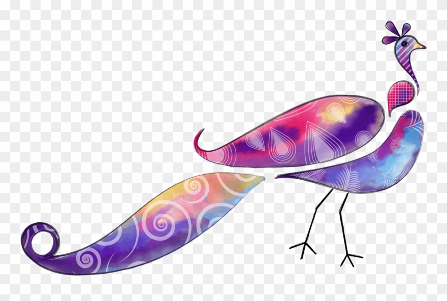 Peacock Illustration By Sarah Edwards At Pavoni Creative - Illustration Clipart