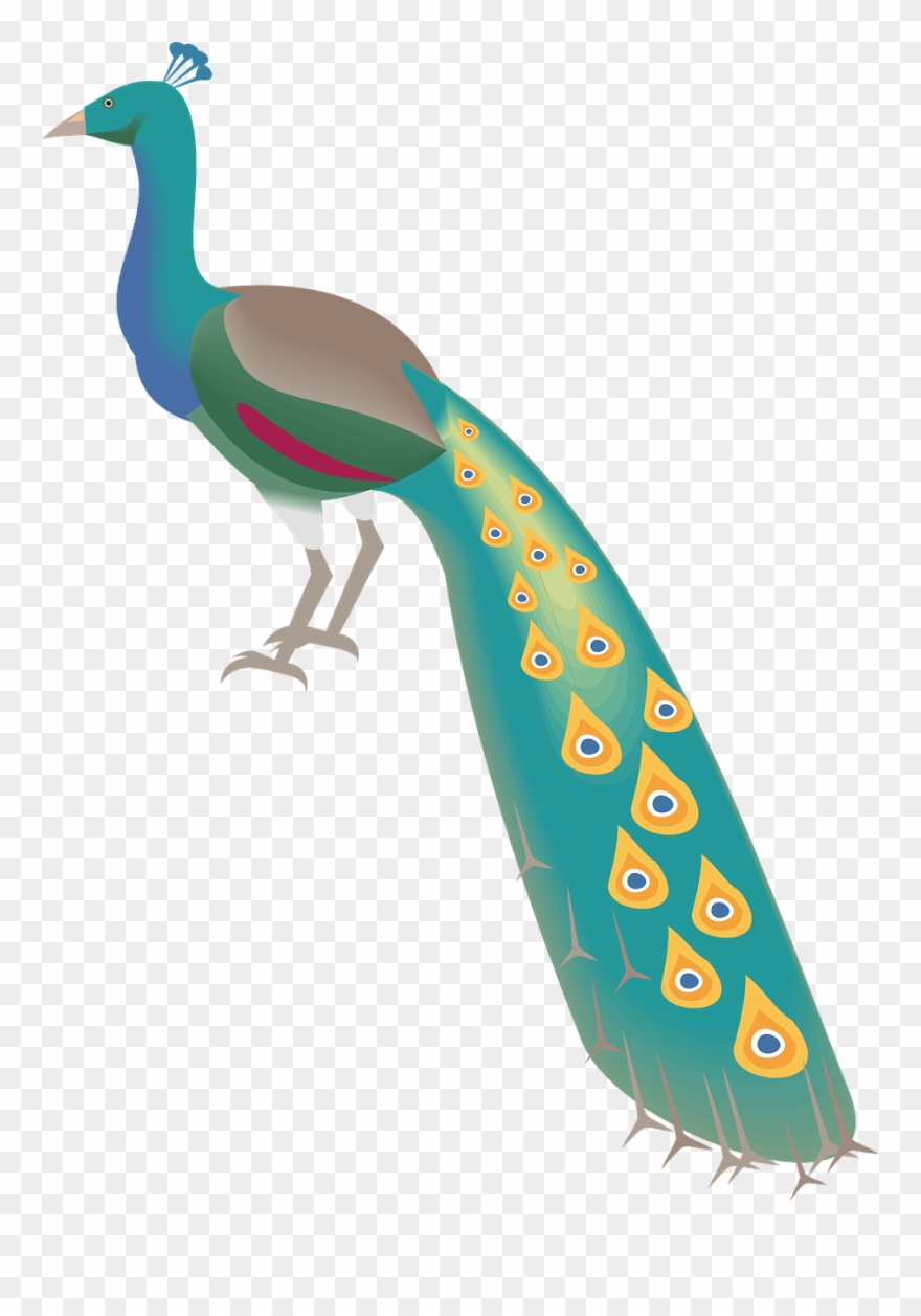 Plumage,free Vector Graphics - Warna Burung Merak Kartun Clipart