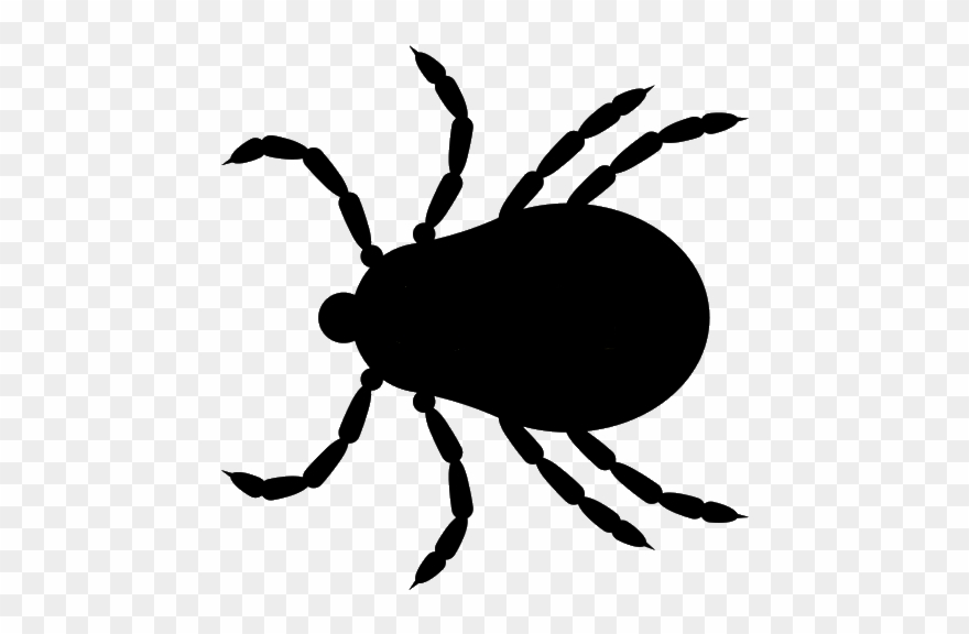 We Remove Ticks Jiminey Kricket Exterminating - - Deer Tick Ticks Png Clipart
