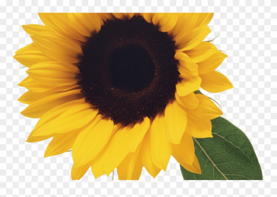 Tournesol Flowers Clip Art, Flowers, Leaf Clipart - Sunflower Png Transparent Png