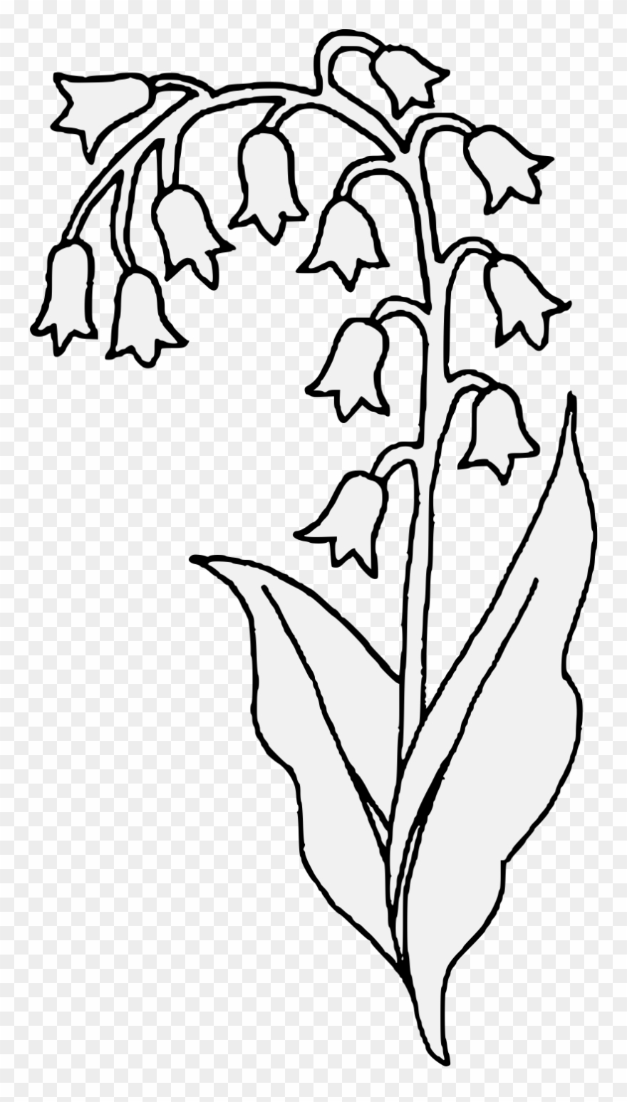 Lily Of The Valley Clipart Transparent - Lilies Of The Valley Sketch - Png Download