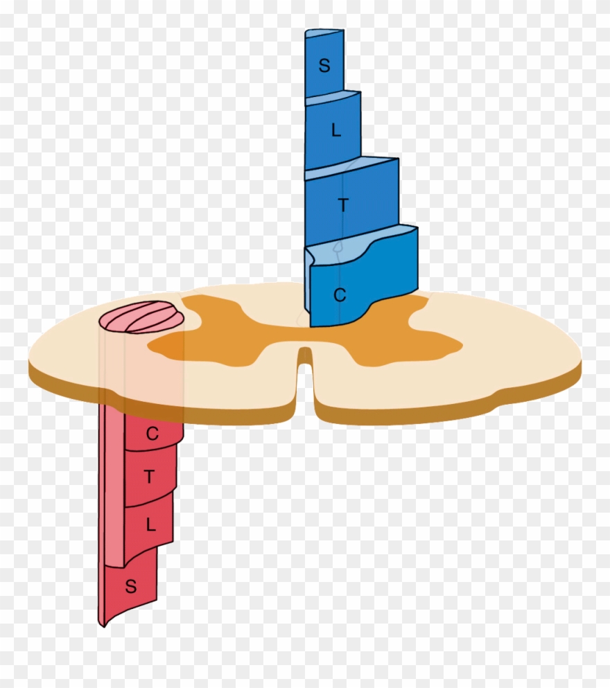 “our Small Practice Located In The Heart Of Fairfax - Back Pain Clipart