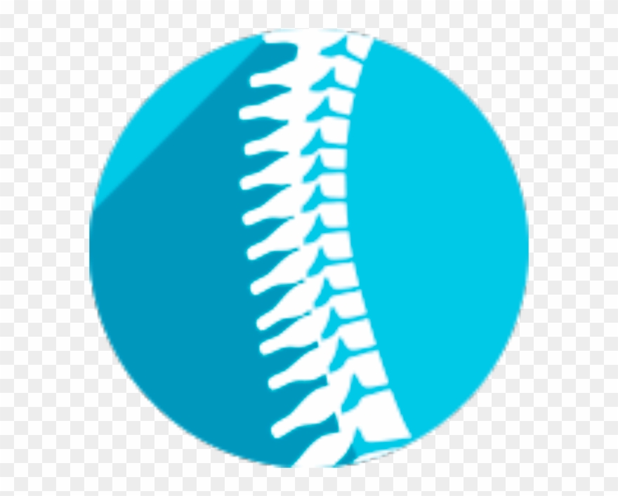 Spine - Vertebral Column Clipart