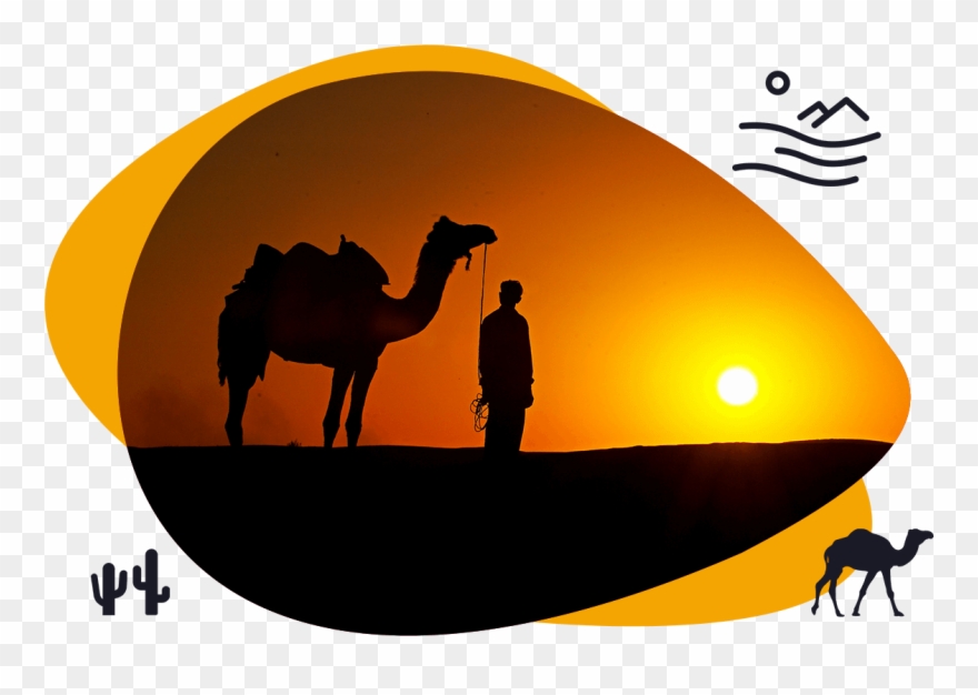 Half Day Sunset Camel Safari Shiva Camels Jaisalmer - Desert And Camel Background Clipart
