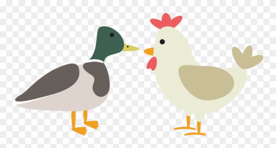 Duck & Chicken Feed, Treats, - Duck And Chicken Clipart