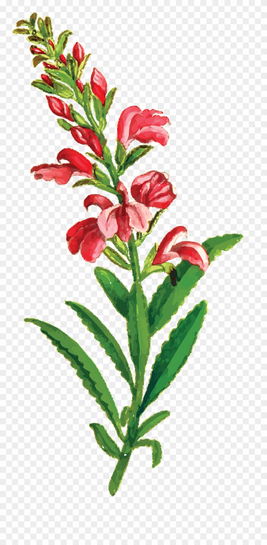 Free Clipart Of A Flowering Plant - Vintage Blumenhochzeit Uawg-karten Postkarte - Png Download