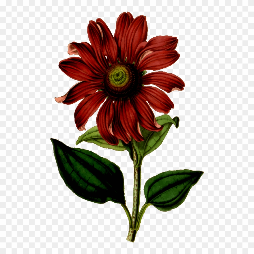Medium Image - Flower Vintage Drawing Clipart