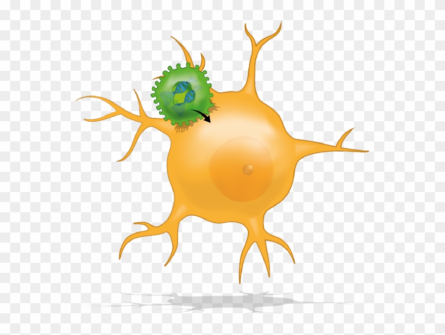 Vector Enters Brain Cell Clipart