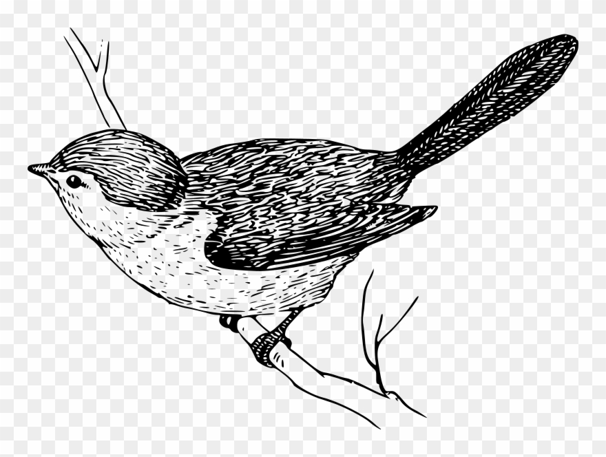 Clip Art Tags - Bird On Branch Drawing - Png Download