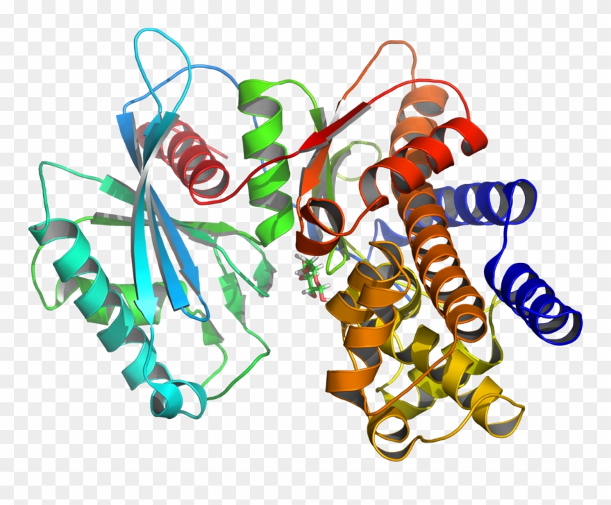 Glucokinase Enzyme Clipart
