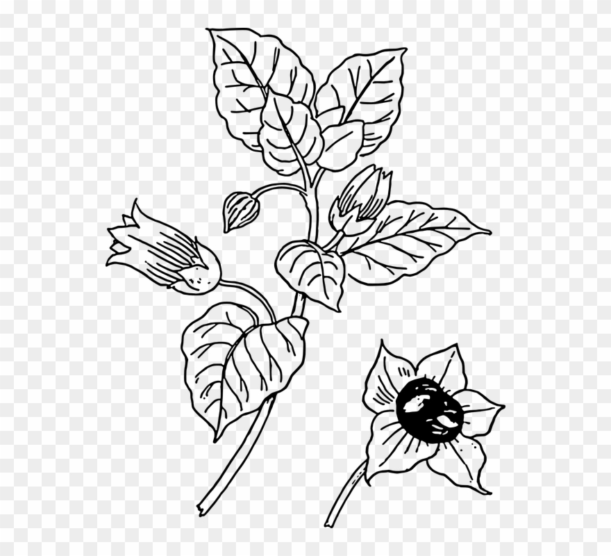 Beautiful Plant Cliparts 21, Buy Clip Art - Belladonna Drawing - Png Download