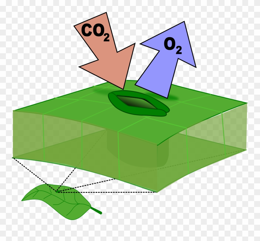 Leaf Stoma Computer Icons Carbon Dioxide Botany - Stomata Png Clipart