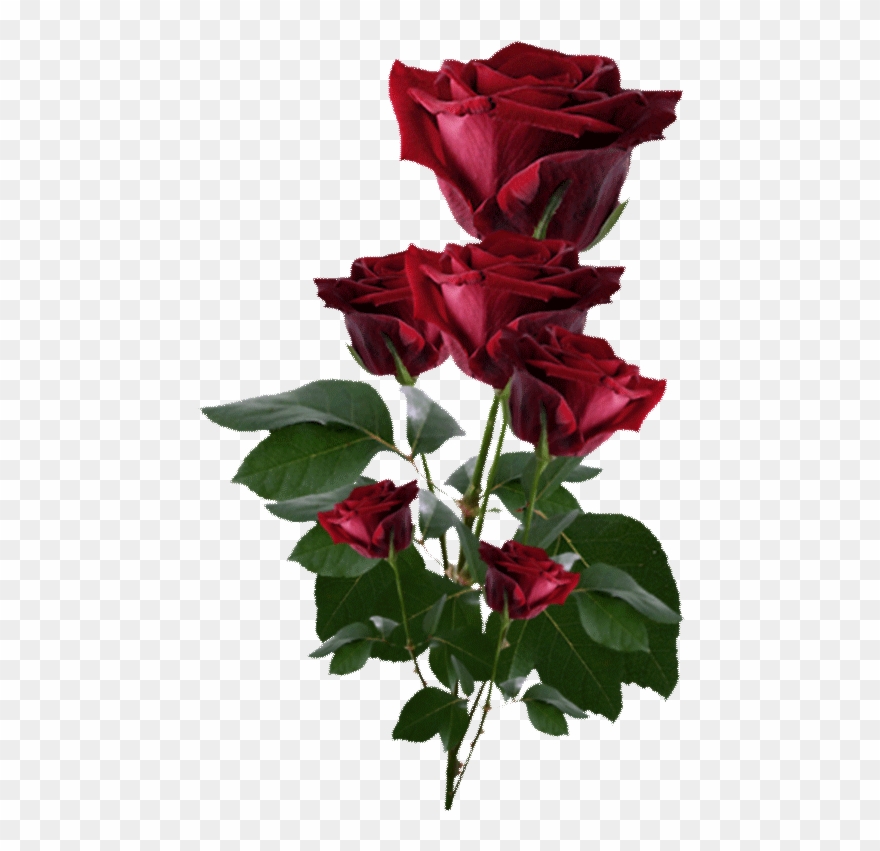 Edited At Https - Dark Red Roses Png Clipart
