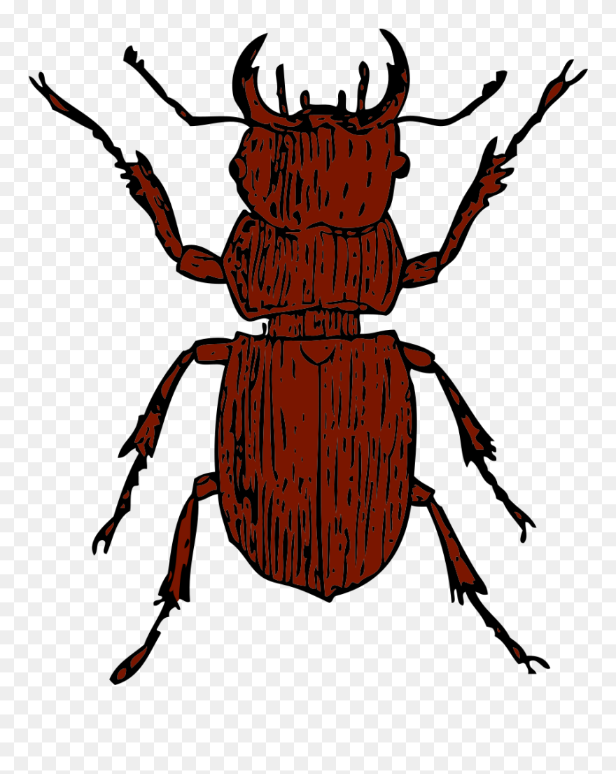 Beetle Clip Art - Stag Beetle Clipart - Png Download