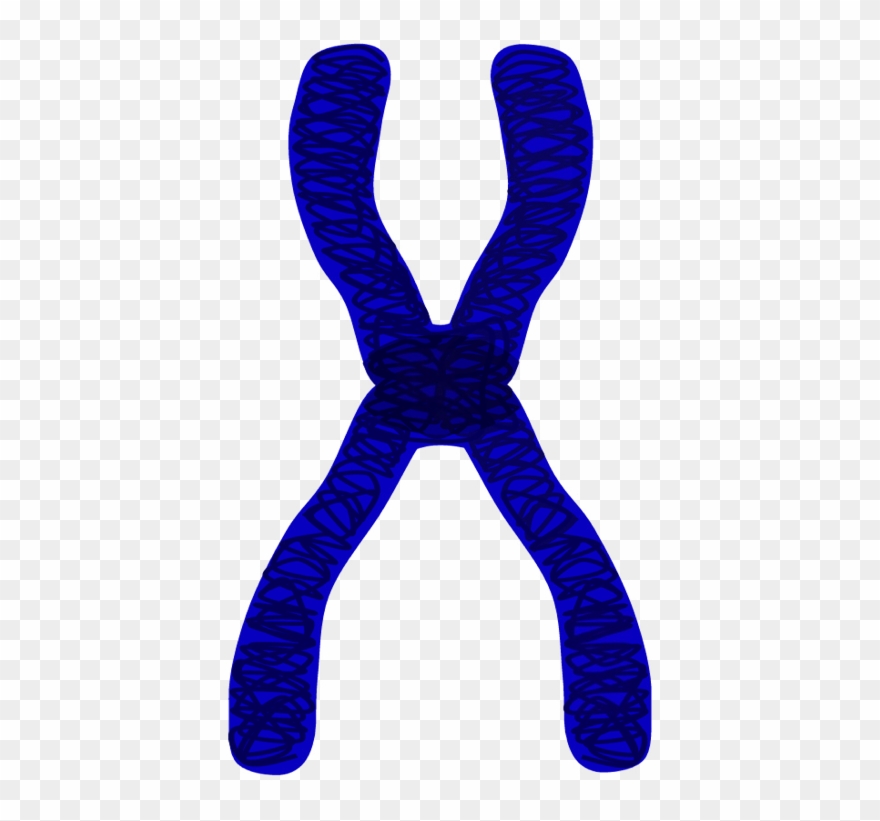 Clipart Black And White Library Edupic Cell Drawings - Chromatids Png Transparent Png