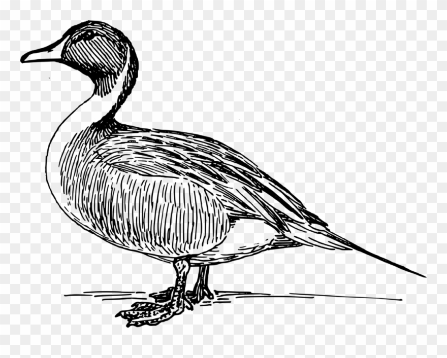 Rubber Duck Clip Art - Black And White Duck Drawing - Png Download