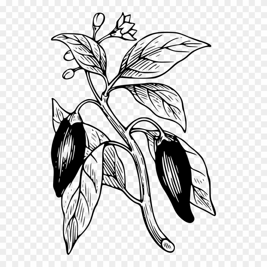 Bell Pepper Chili Pepper Chili Con Carne Plants Black - Gambar Tanaman Cabai Hitam Putih Clipart
