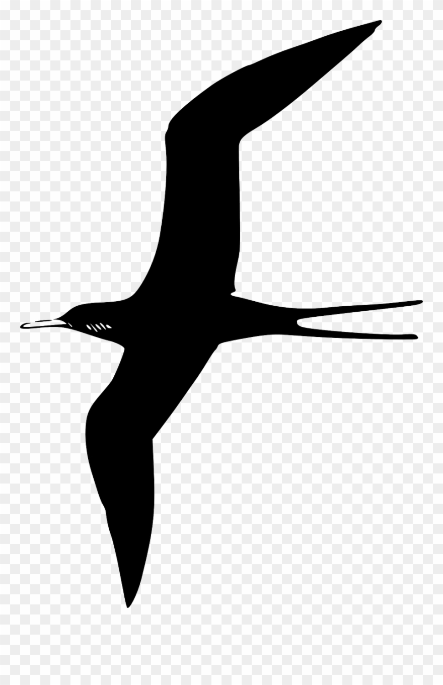 Frigate Bird Clip Art - Bird Clip Art - Png Download
