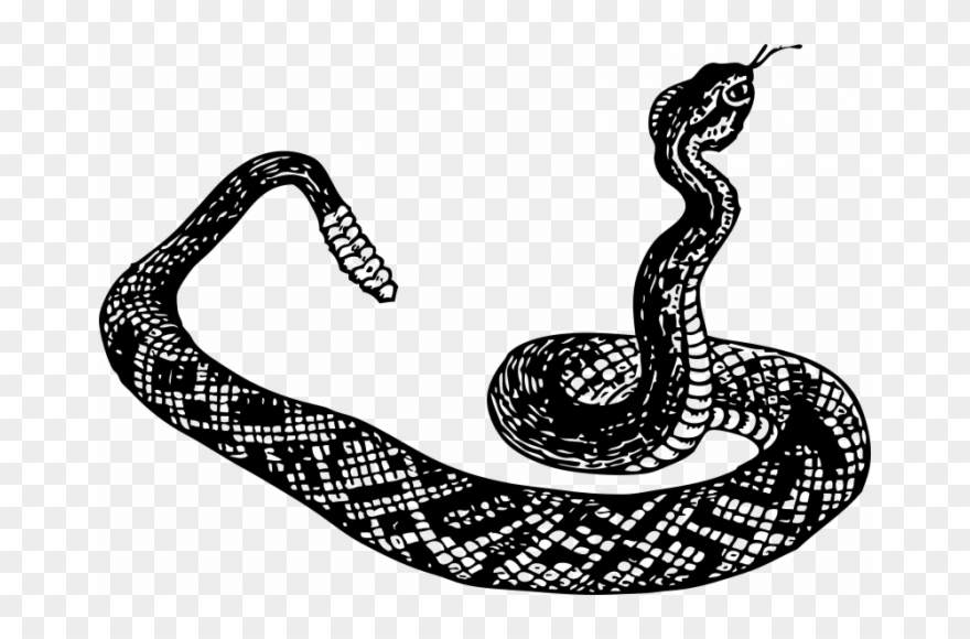 Clip Art Black And White Download Rattlesnake Panda - Snake Clip Art - Png Download