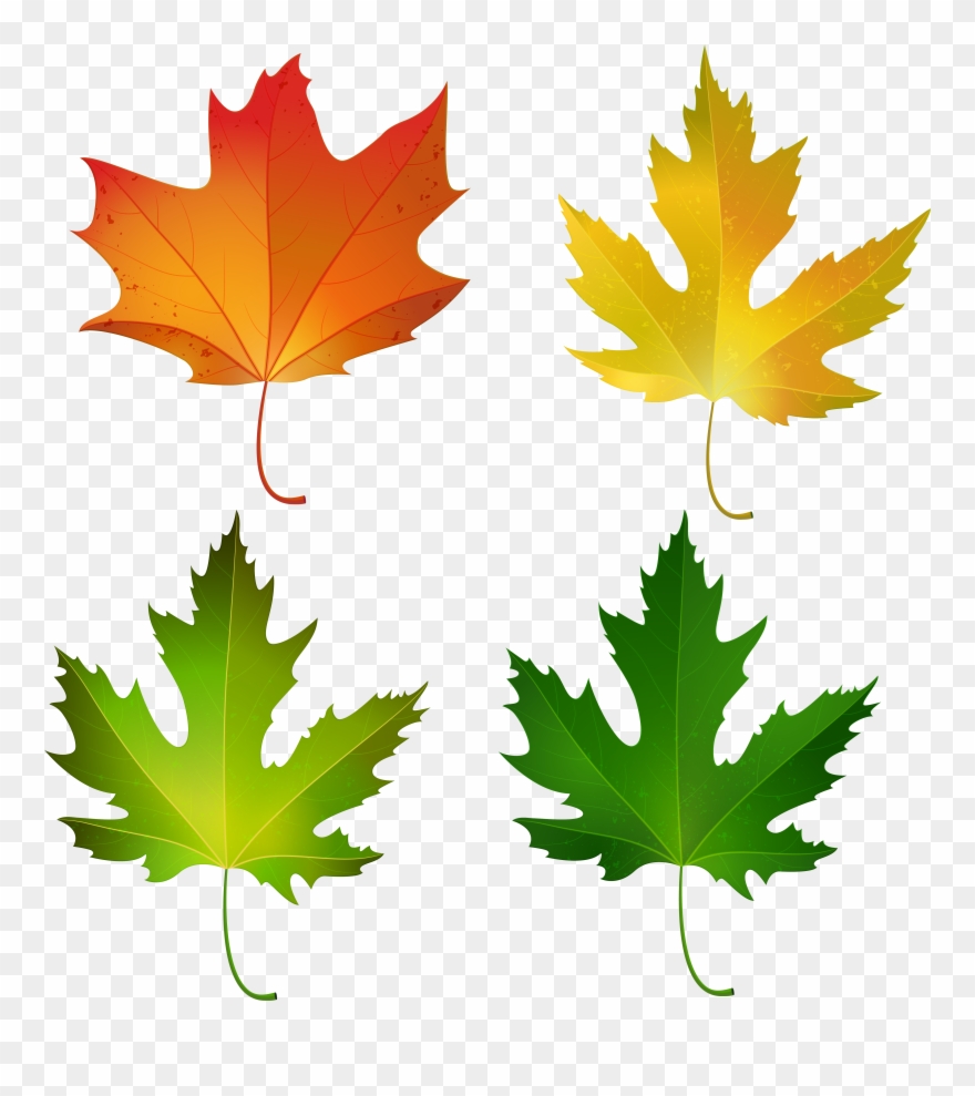 Maple Leaf Clipart, Clipart Images, Clip Art, Pictures, - Fall Maple Leaf Clipart - Png Download