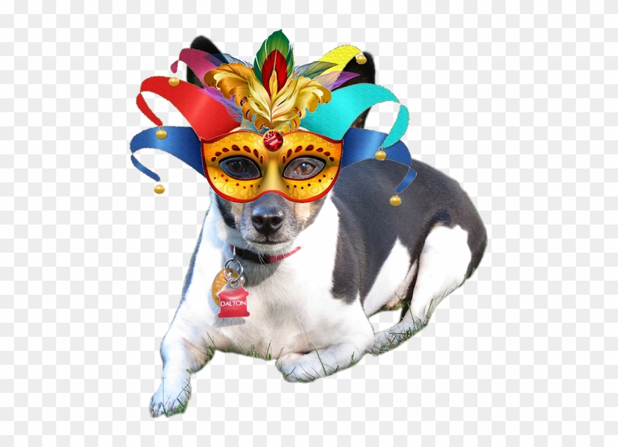 Her Gotcha Day Was Officially The 22nd, But They Combined - Forminhas Festa Carnaval Máscara Dourada Cores Sortidas Clipart