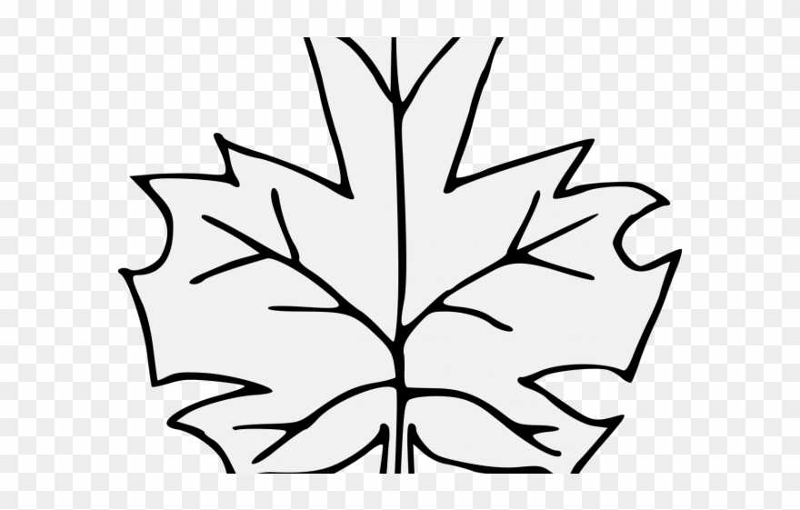 Maple Leaf Clipart Traceable - Maple - Png Download