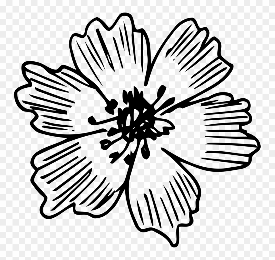 Floral Design Cut Flowers Petal Symmetry - Flower Clipart