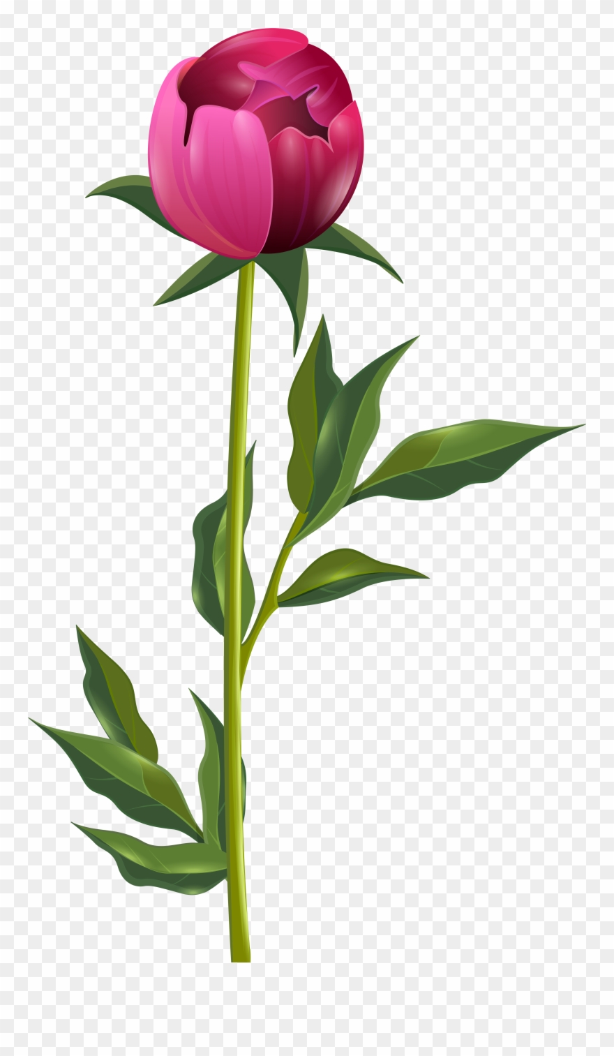 Peony Png Clip Art Imageu200b Gallery Yopriceville - Png Peony Transparent Png