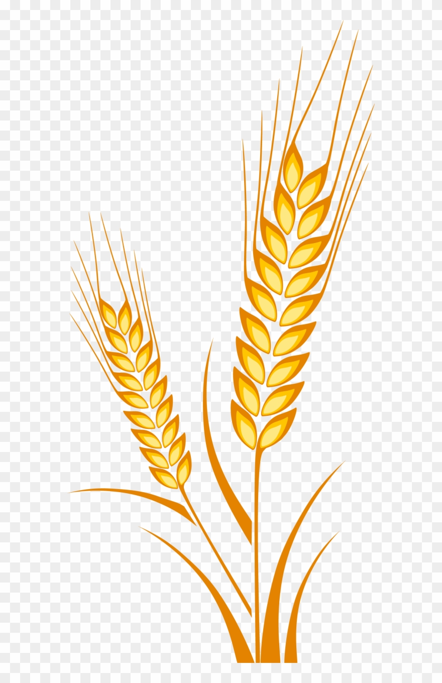 Picture Freeuse Download Cereal Drawing Plant - Wheat Drawing Clipart