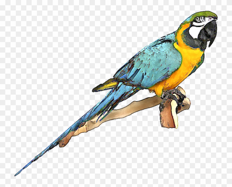 Blue And Gold Macaw Clipart - Macaw Clipart - Png Download