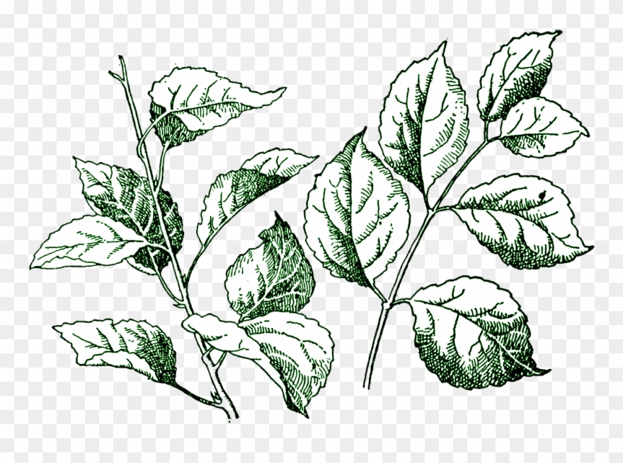 Digital Stamp Gorgeous Cake Ideas And Designs - Leaf Stamp Png Clipart