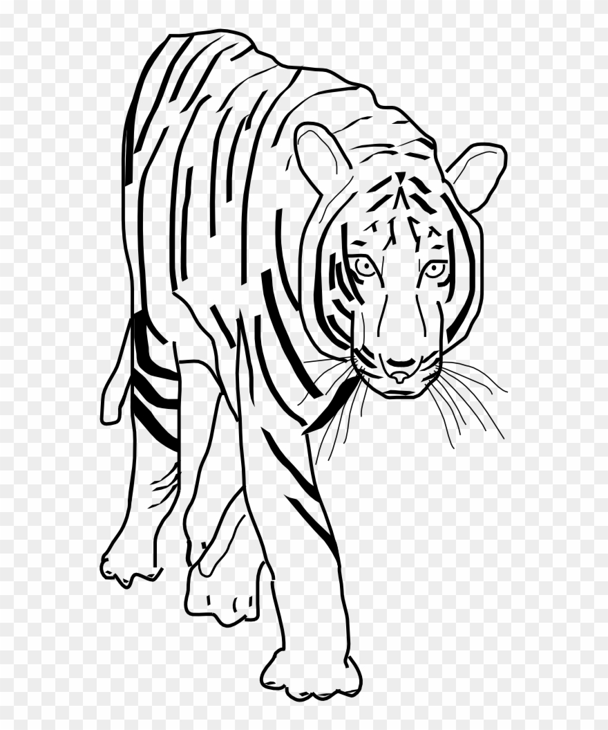 Vector Clip Art - Transparent Png Tiger Clipart Black And White