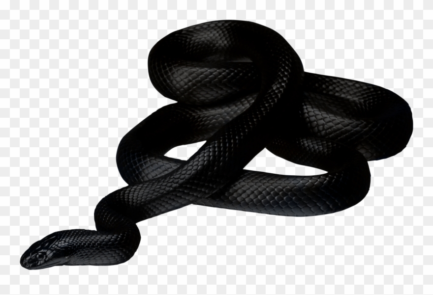 Clipart Stock Black Snake Clipart - Black Snake No Background - Png Download