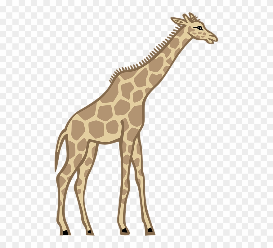 Free Giraffe Clipart Photos And Free Pictures - Tall Clip Art - Png Download