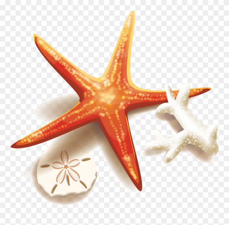 Peach Clipart Starfish - Vector Graphics - Png Download