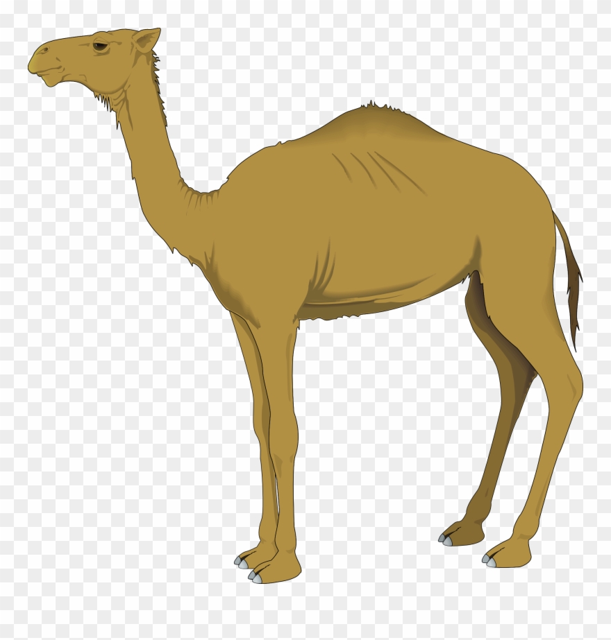Clip Free Stock Camel Vector Tribal - Camel Clipart Gif - Png Download