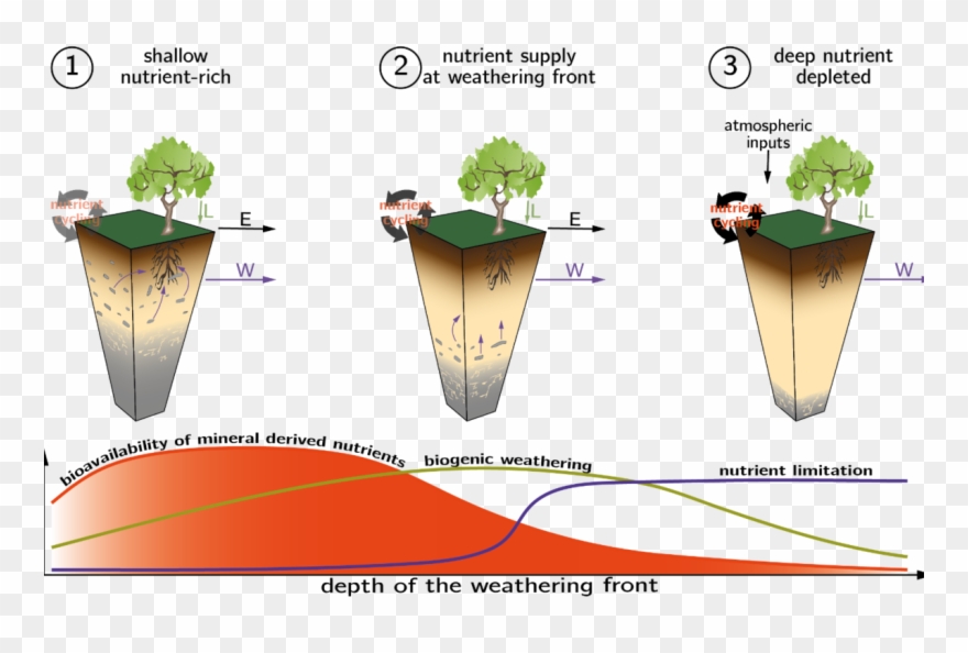 Figure 1 Weathering Endmember Settings And Bioavailability - Cartoon Clipart