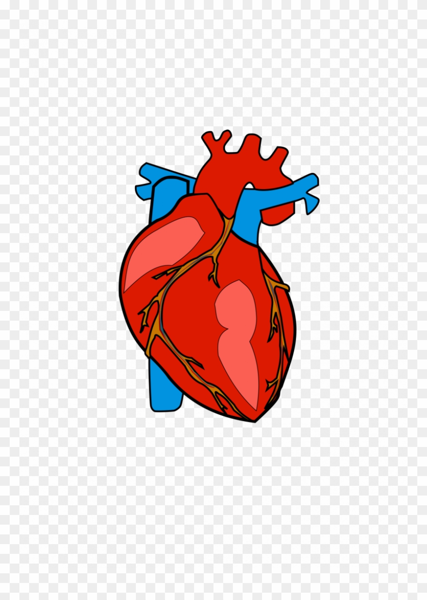 Body Heart Clipart - Human Body Heart Clipart - Png Download